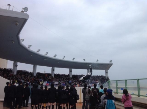 シャチのパフォーマンスに熱中＠鴨川シーワールド